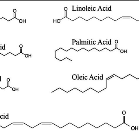 Fatty Acid Molecule