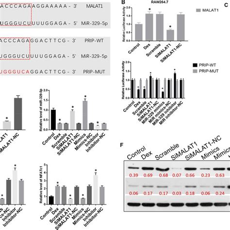 A The Binding Site Between LncRNA MALAT1 And MiR3295p B Dual