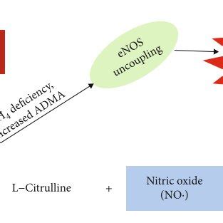 The L-arginine-Nitric Oxide Pathway Nitric oxide (NO) are... | Download Scientific Diagram