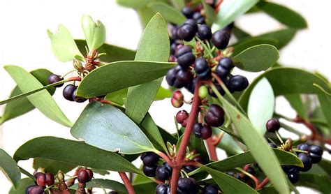 guide  edible australian flora australian geographic