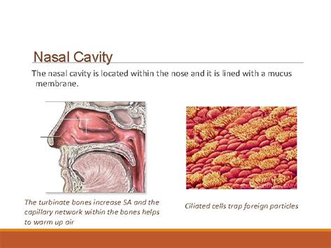 The Human Respiratory System Sbi U