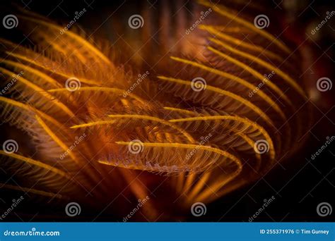 Underwater Life On The Dutch Caribbean Island Of Sint Maarten Stock