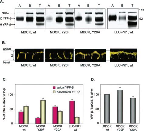 Steady State Distribution Of The Wild Type Wt Or Mutant Yfp Between