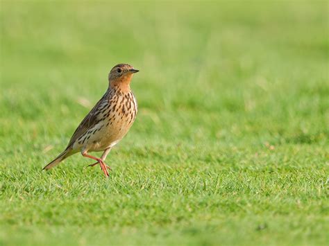 Red Throated Pipit Birdforum