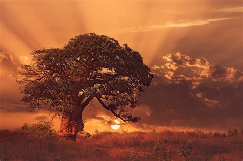 Baobabs Madagascar Landscape Water Sky Clouds Baobab Trees