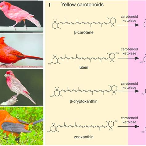 Pdf Genetic Basis For Red Coloration In Birds