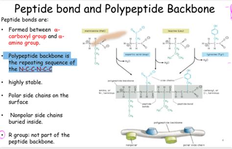 Biochemistry Lecture 4 Protein Structure Folding Misfolding