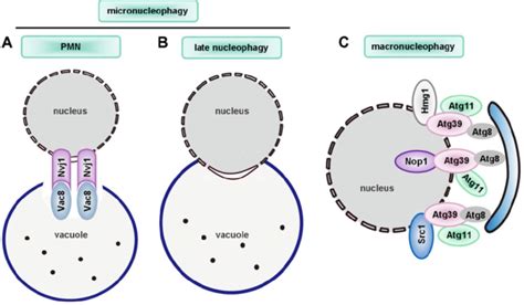 Nucleophagy Selective Degradation Of Genetic Material Nucleophagy Can