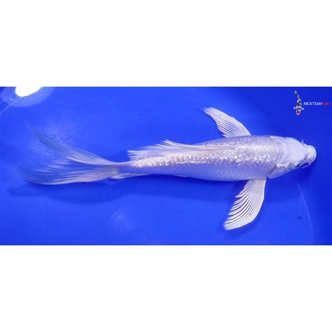 Imported Gin Rin Platinum Ogon Butterfly Koi Koi Fish For Sale