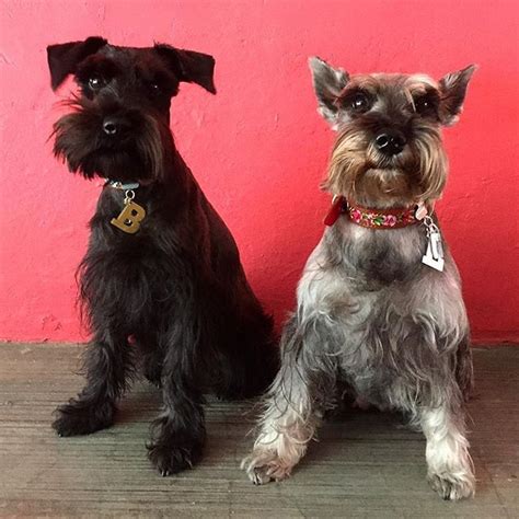 Standard Schnauzers Black And Salt And Pepper Schnauzer Puppy