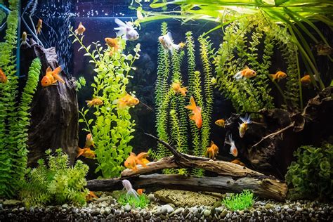 Cool Freshwater Fish Aquariums