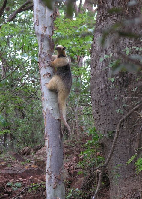 Anteater Oso Hormiguero En Un Rbol Departamento De Tar Flickr