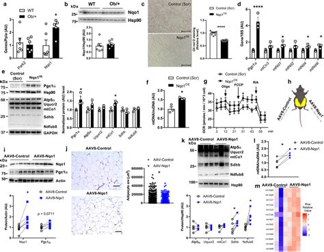 Overexpression of Nqo1 enhances mitochondrial biogenesis in vitro and ... 