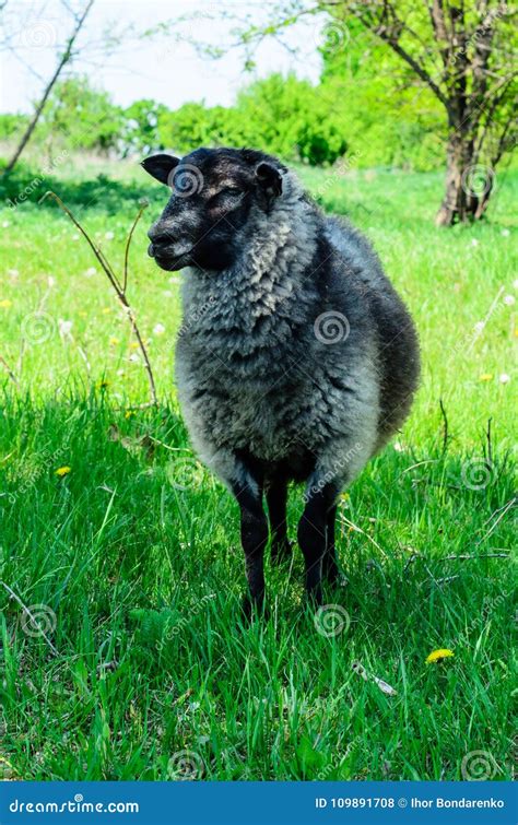 Grey Sheep On A Meadow Stock Photo Image Of Beautiful 109891708