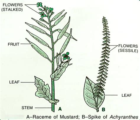 Inflorescence Types || Racemose, Cymose, Mixed, Specialized