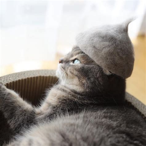 Photographer Creates Stylish Hats For His Cats Using Their Own Hair