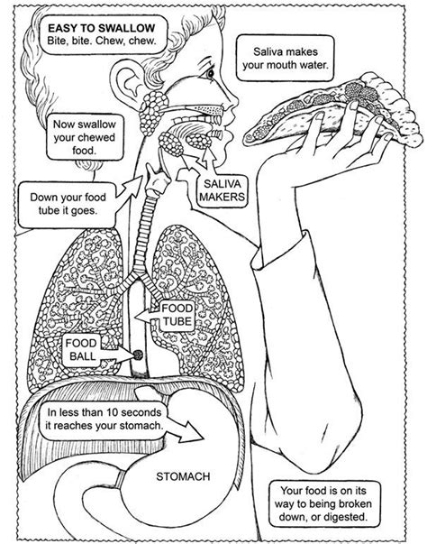 Human Body Systems Coloring Pages Coloring Nation