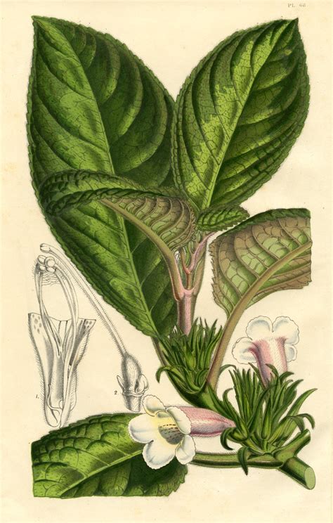 Centrosolenia picta | Gesneriad Reference Web