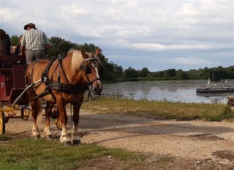 Balades En Calèche Avec Les Attelages De La Dombes Auvergne Rhône