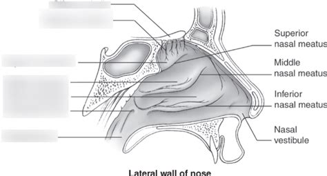 Nasal Turbinates And Meatus Anatomy 1 Diagram Quizlet