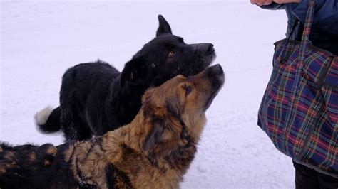 Homeless dogs. Winter time. People fed animals. Stock Footage,#Winter#time#Homeless#dogs ...