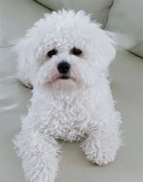 One Year Old Bichon Frise Boy For Adopti