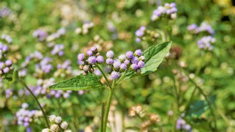 Premium Photo Ageratum Conyzoides Also Known As Tropical Whiteweed