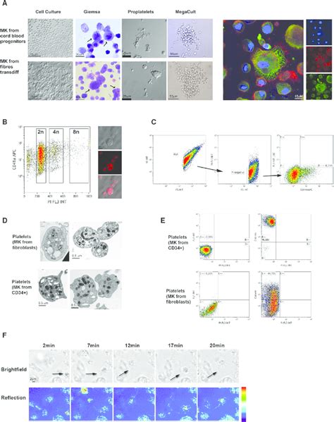 Transdifferentiated Mk Like Cells Functionally Resemble Bona Fide Mks