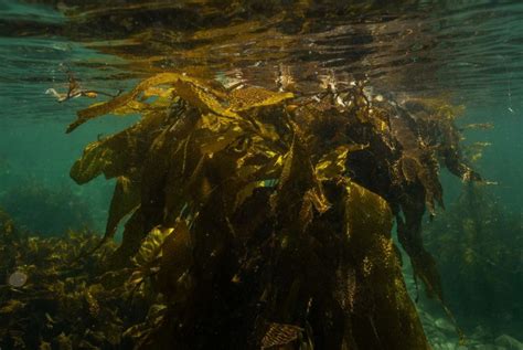 El Tesoro Escondido De Argentina Cómo Son Los Bosques Marinos Que