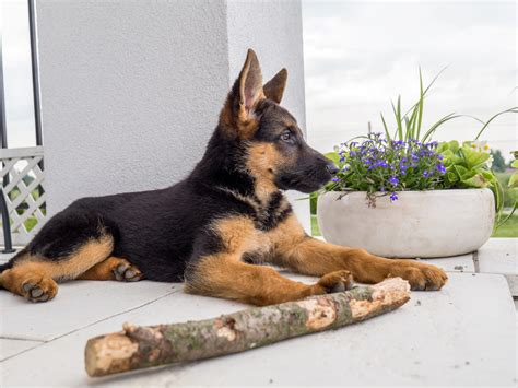 foods   german shepherd puppy   canine weekly