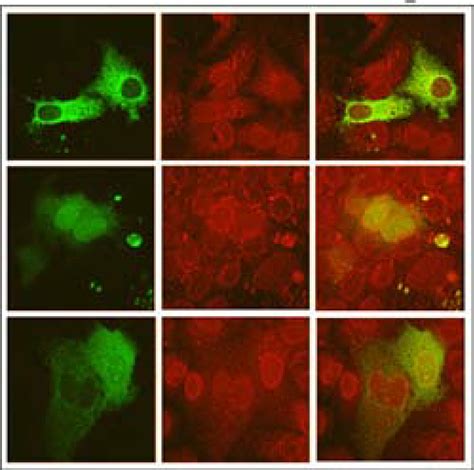 b. Localization of EGFP in HuH-7 cells. In the majority of cells EGFP ... 