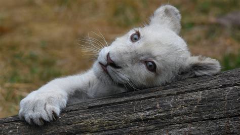 Wallpaper White lion cub, look, paw 3840x2160 UHD 4K Picture, Image