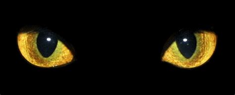 Кошачьи глаза гифки, анимированные GIF изображения кошачьи глаза ...