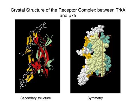 PPT Neurotrophin Signaling Trk Signaling Pathway PowerPoint