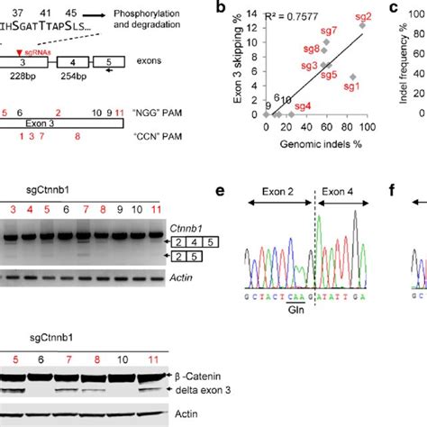 Ctnnb1 Sgrnas Targeting Exon 3 Induces Exon Skipping A Schematic Of Download Scientific