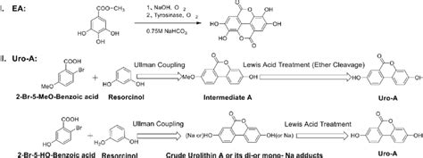 Ea And Uro A Chemical Synthesis Route Map Pandey Jha And Hajela