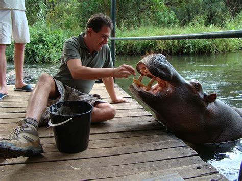 Jessica the hippo - Moya Safari Lodge And Villa