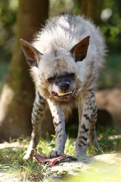 Striped Hyena - Zoo Guide