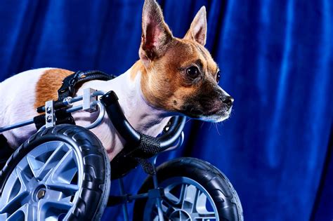 Meet the 11 Dogs with Special Needs Competing in Puppy Bowl 2023