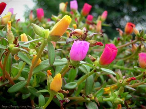 Pourpier Fleur Comestible L Atelier Des Fleurs