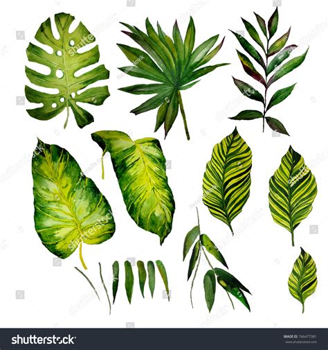 Watercolor Set Tropical Leaves Stock Illustration 766477381