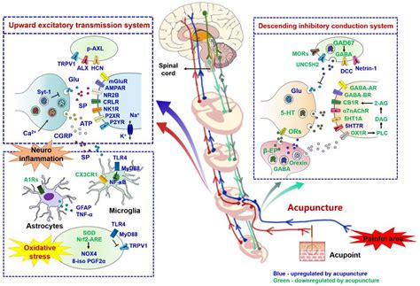 Frontiers Role Of Nerve Signal Transduction And Neuroimmune Crosstalk