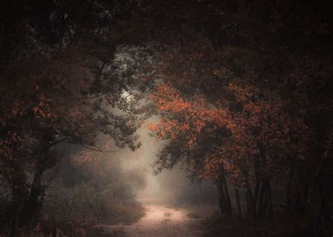 Fondos de pantalla oscuro bosque camino de tierra Árboles