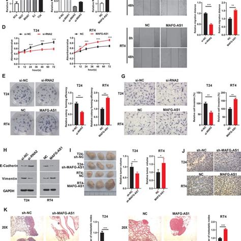 Mafg‐as1 Can Promote The Proliferation Invasion Metastasis And