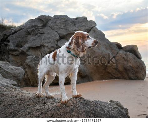 1,536 Russian Hunting Spaniel Images, Stock Photos & Vectors | Shutterstock