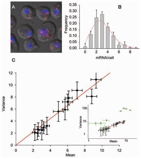 single molecule fish  measuring cellular mrna distributions