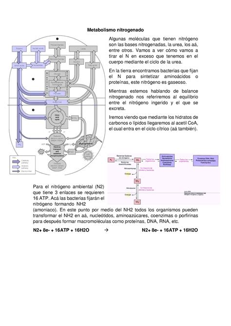 Metabolismo Nitrogenado Tarea Metabolismo Nitrogenado Algunas