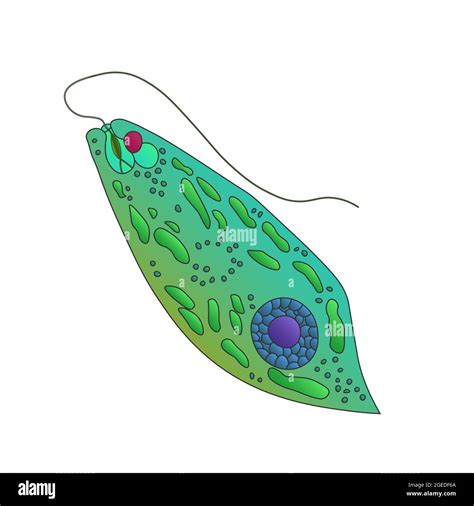 Vector Euglena Cross Section Diagram Representative Stock