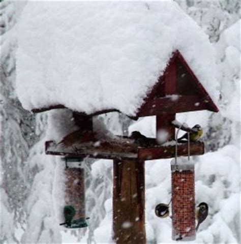 Winter Bird Feeding - Make 'Em Fat!