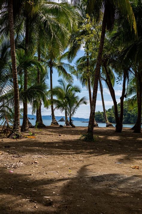 Arte Vertical De Attalea Speciosa árvores Que Crescem Na Praia Em Santa